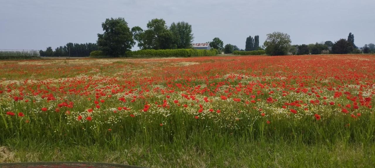 La Petite Ligerienne Villa Villebernier Exteriör bild